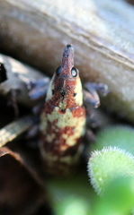 Hypolixus flavicornis