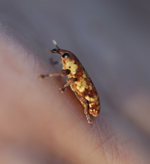 Hypolixus flavicornis