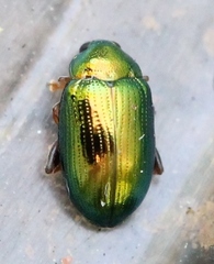 Crepidodera aurea