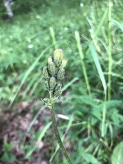 Crepis praemorsa