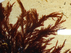 Pikea pinnata