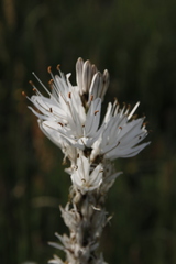 Asphodelus albus