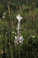 Asphodelus albus