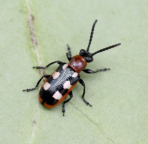 Common Asparagus Beetle, photo 6 of 8