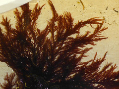Pikea pinnata