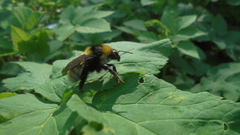 Bombus distinguendus