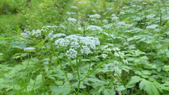 Chaerophyllum hirsutum