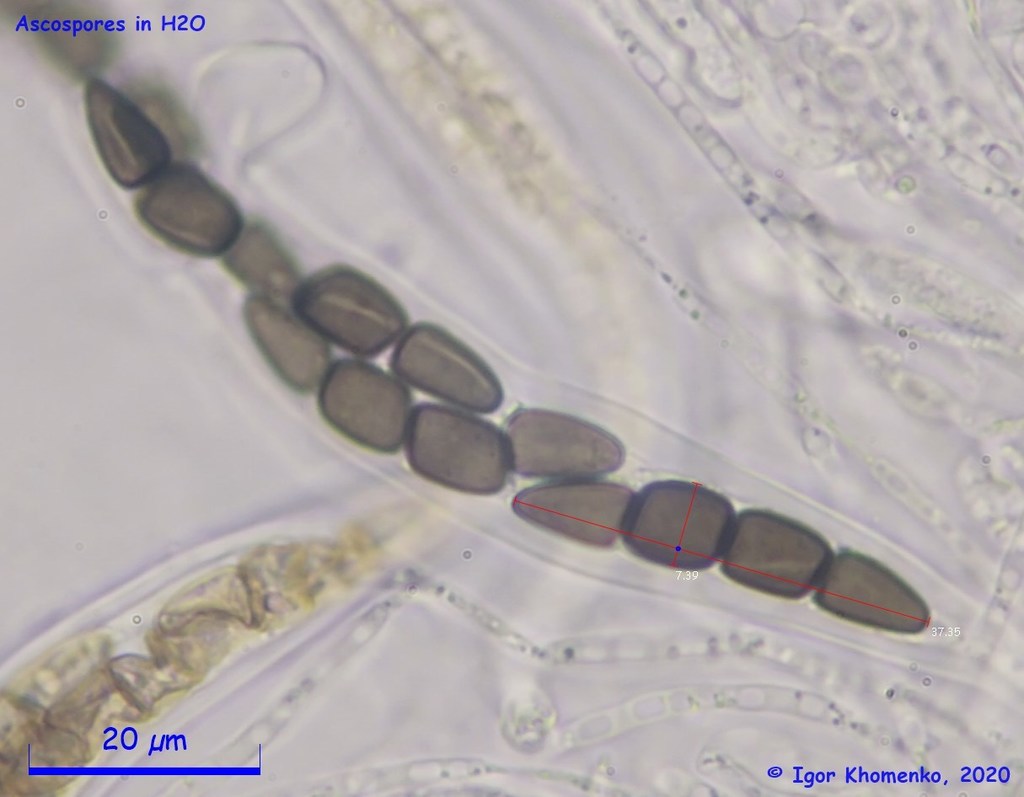 Sporormiella lageniformis