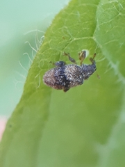 Rhynchaenus xylostei