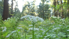 Chaerophyllum hirsutum