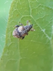 Rhynchaenus xylostei