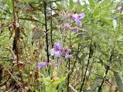 Penstemon rattanii