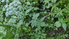 Chaerophyllum hirsutum