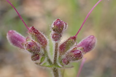 Penstemon rattanii