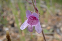 Penstemon rattanii