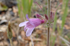 Penstemon rattanii