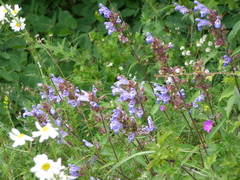 Salvia tomentosa