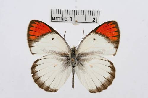 Red Tip