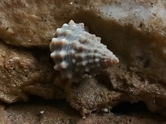 Echinolittorina tuberculata