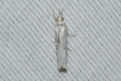 Microcrambus biguttellus