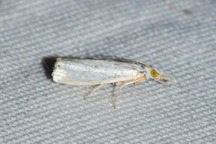Microcrambus biguttellus