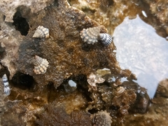 Echinolittorina tuberculata