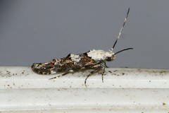 Mompha murtfeldtella