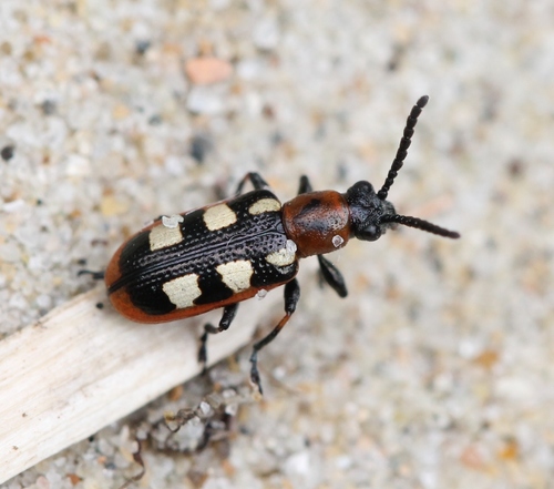 Common Asparagus Beetle, photo 5 of 8