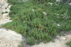 Arthroceras subterminale