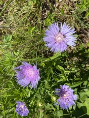 Stokesia laevis