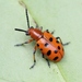 Spotted Asparagus Beetle - Photo (c) Marie Lou Legrand, some rights reserved (CC BY-NC), uploaded by Marie Lou Legrand