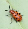Spotted Asparagus Beetle - Photo (c) Marie Lou Legrand, some rights reserved (CC BY-NC), uploaded by Marie Lou Legrand