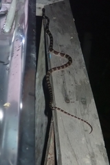 Lycodon subannulatus