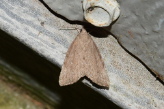Cutina albopunctella