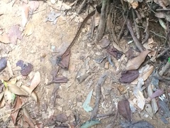 Dendrelaphis caudolineolatus