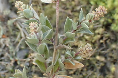 Atriplex watsonii