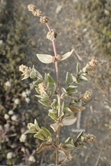 Atriplex watsonii