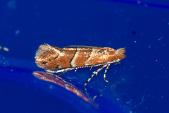 Cameraria aesculisella