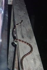 Lycodon subannulatus