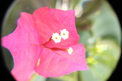 Bougainvillea