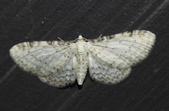 Eupithecia cretaceata