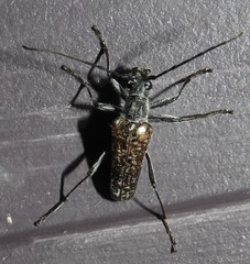 Anthophylax attenuatus