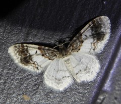 Hydrelia condensata