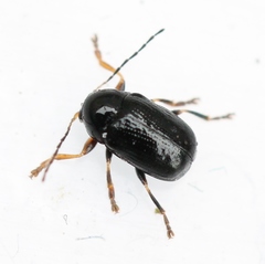 Cryptocephalus labiatus