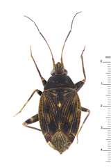 Peritropis