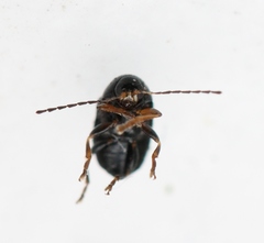 Cryptocephalus labiatus