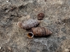 Urocoptoidea