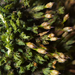 Orthotrichum laevigatum - Photo (c) bryophyte_cnps, some rights reserved (CC BY-NC), uploaded by bryophyte_cnps