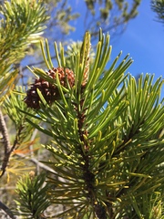 Pinus contorta bolanderi