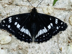 Lelecella limenitoides